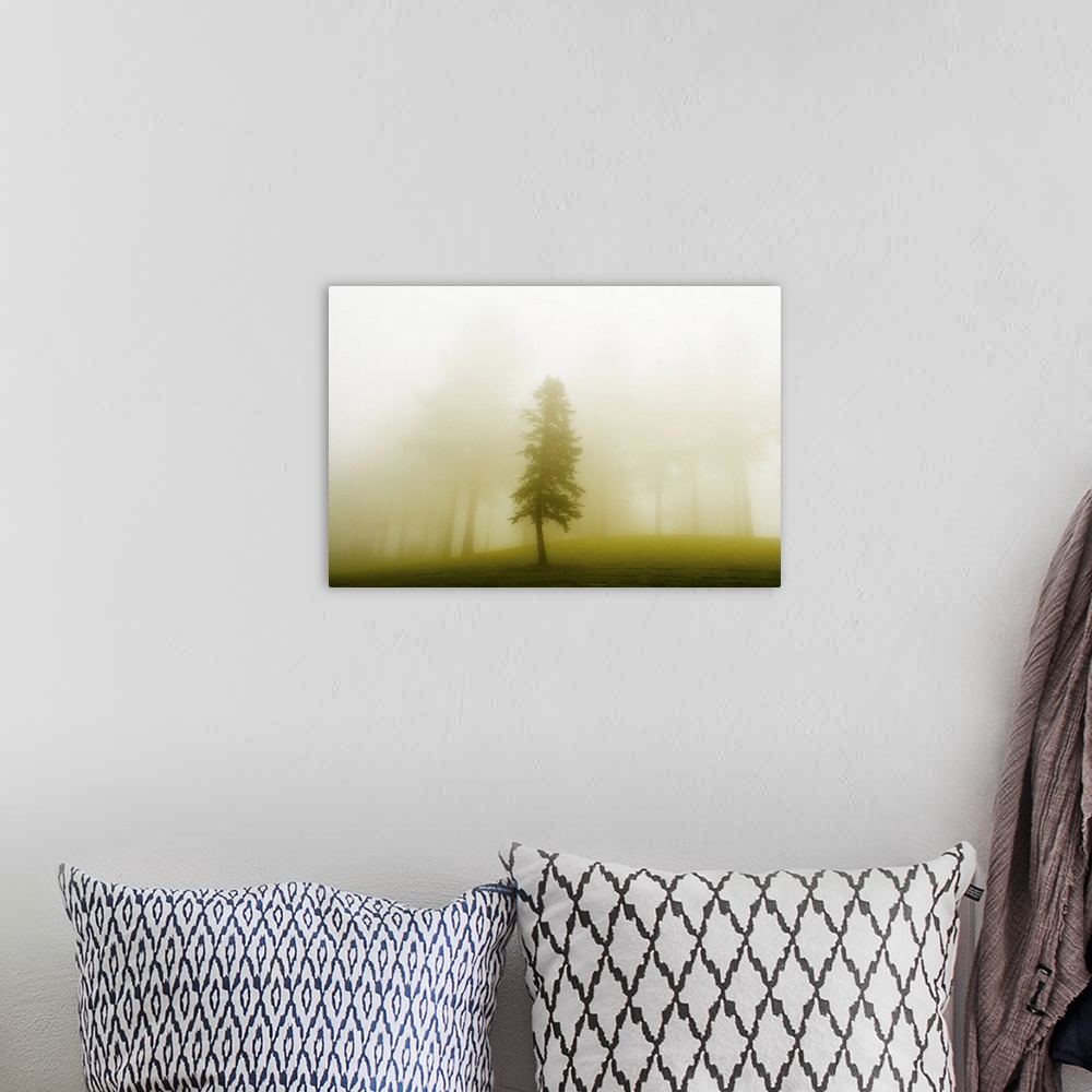 A bohemian room featuring A lone tree separated from other trees by a curtain of mist