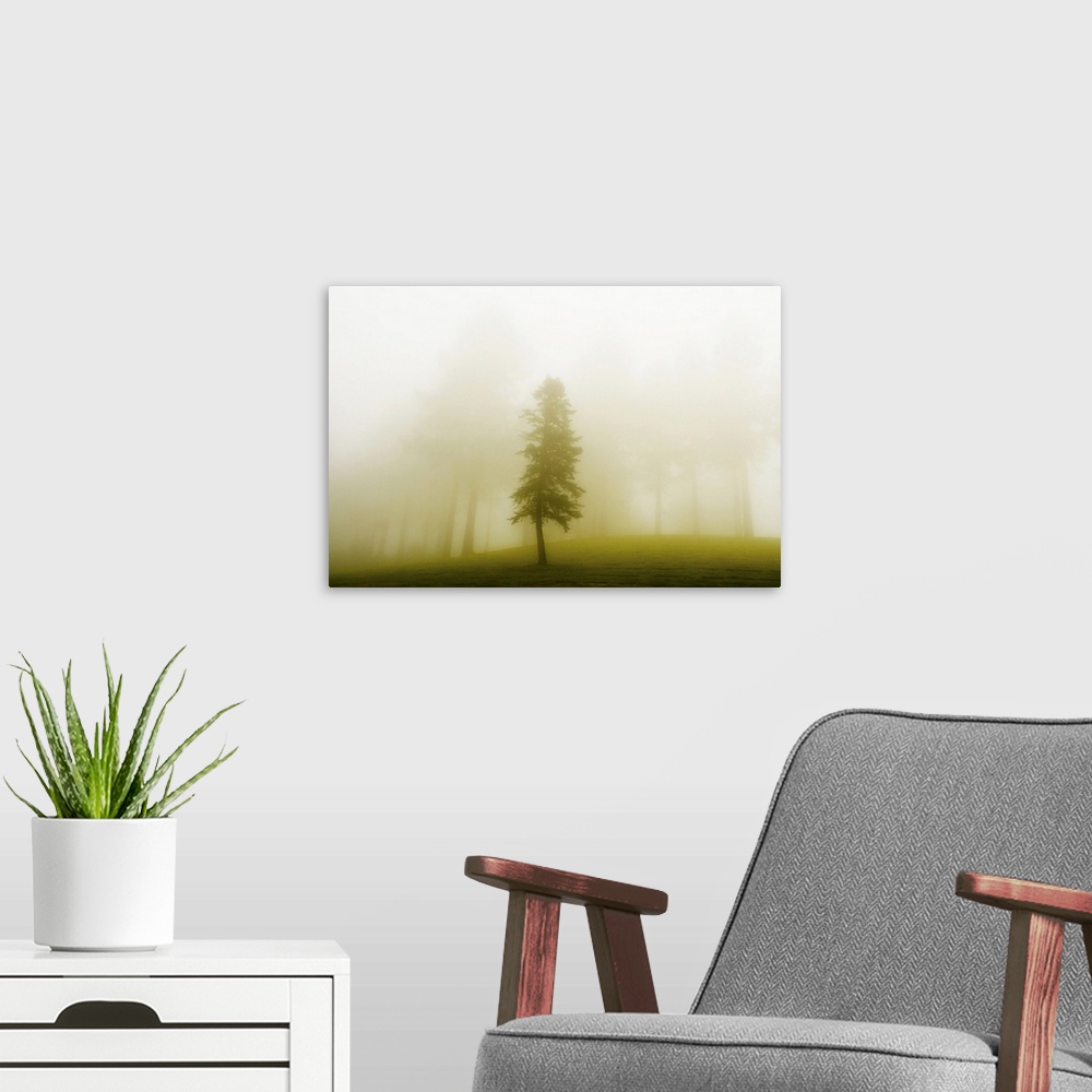 A modern room featuring A lone tree separated from other trees by a curtain of mist