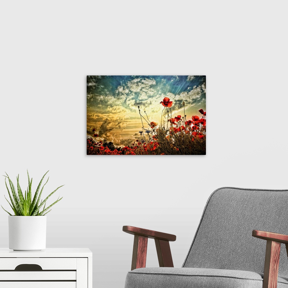 A modern room featuring Photograph of a poppy field under a cloudy sky.