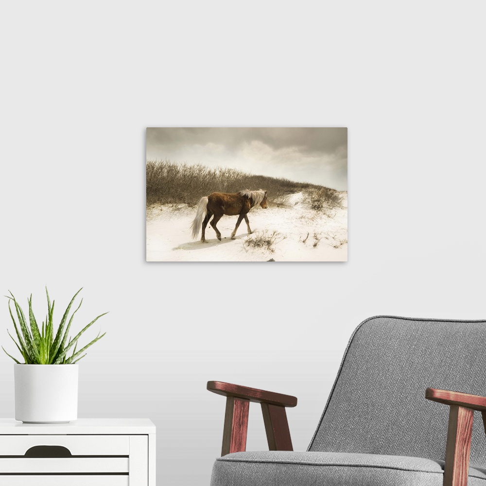 A modern room featuring Horizontal photograph on a large canvas of a brown wild horse, walking in front of tall grasses o...