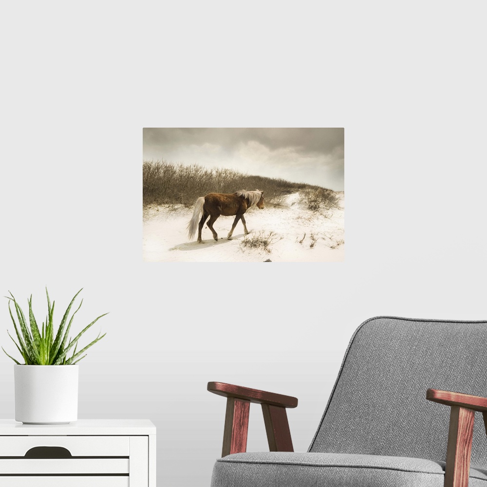 A modern room featuring Horizontal photograph on a large canvas of a brown wild horse, walking in front of tall grasses o...