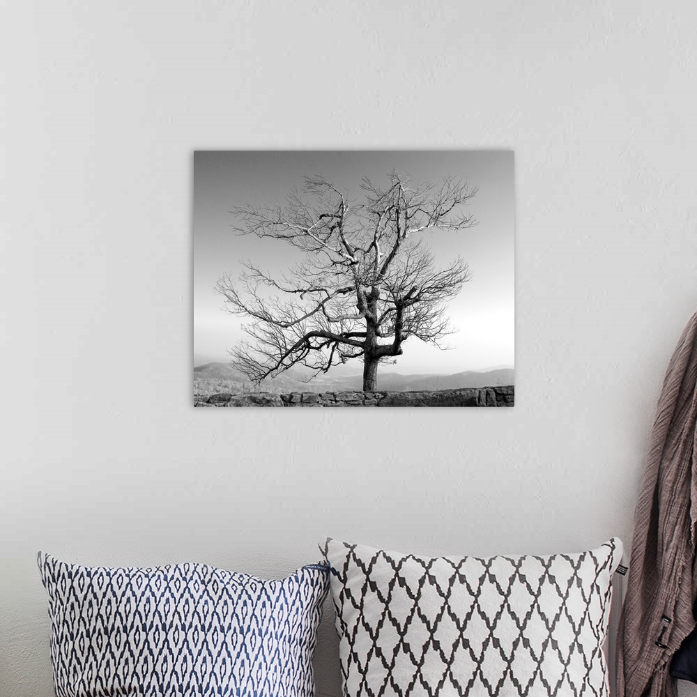 A bohemian room featuring A tree in a bleak location