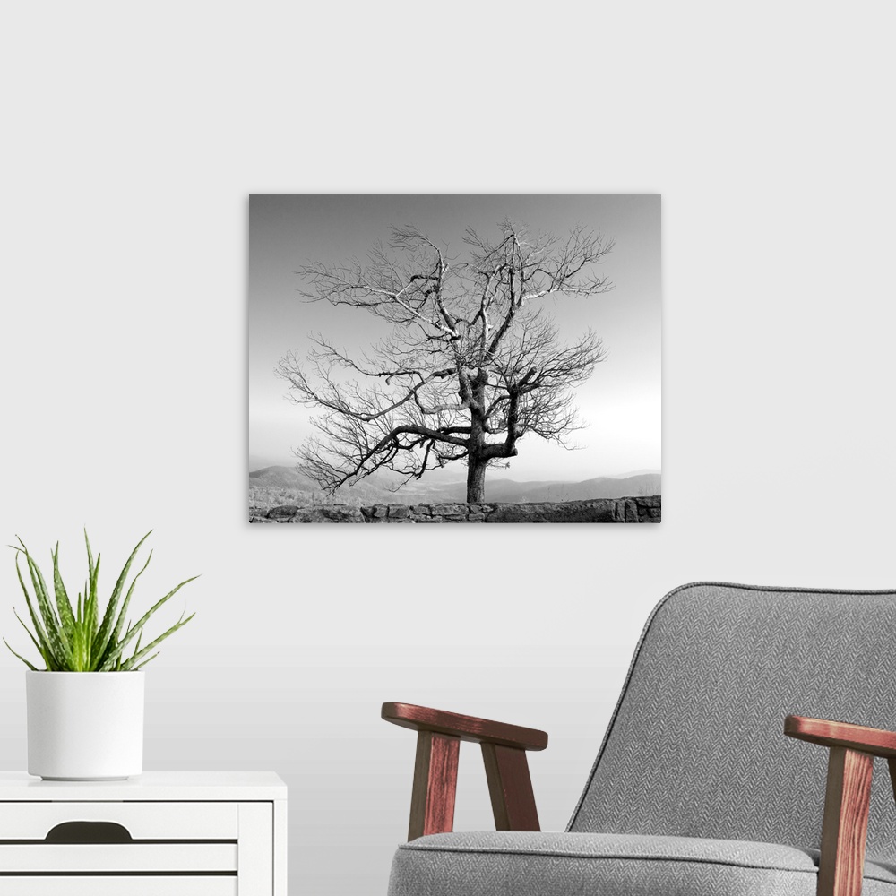 A modern room featuring A tree in a bleak location
