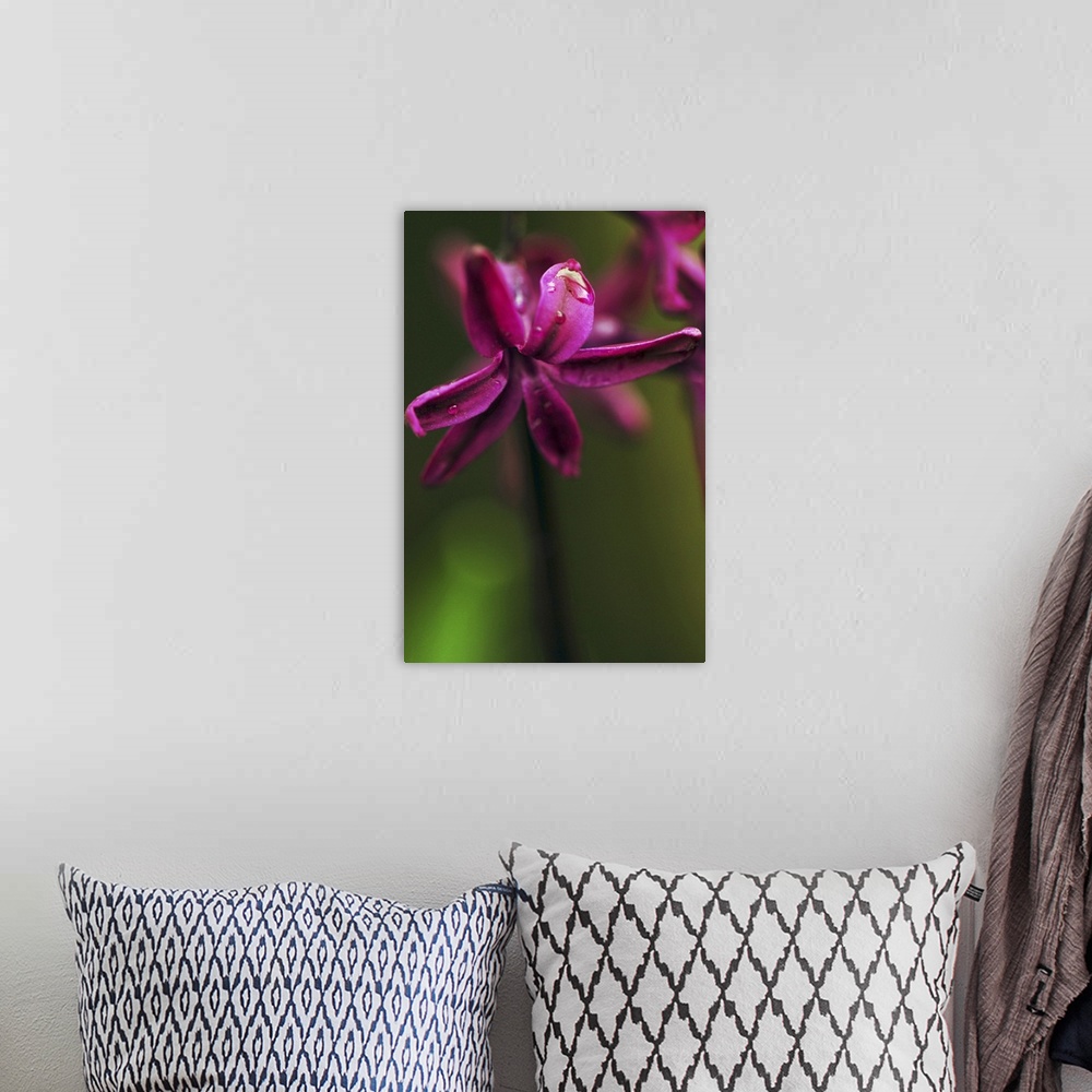 A bohemian room featuring A vivid purple flower