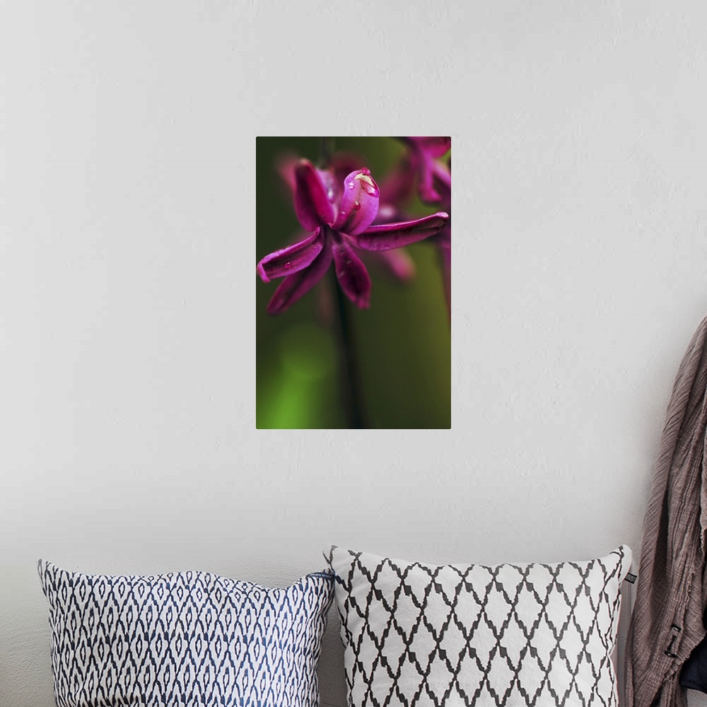 A bohemian room featuring A vivid purple flower