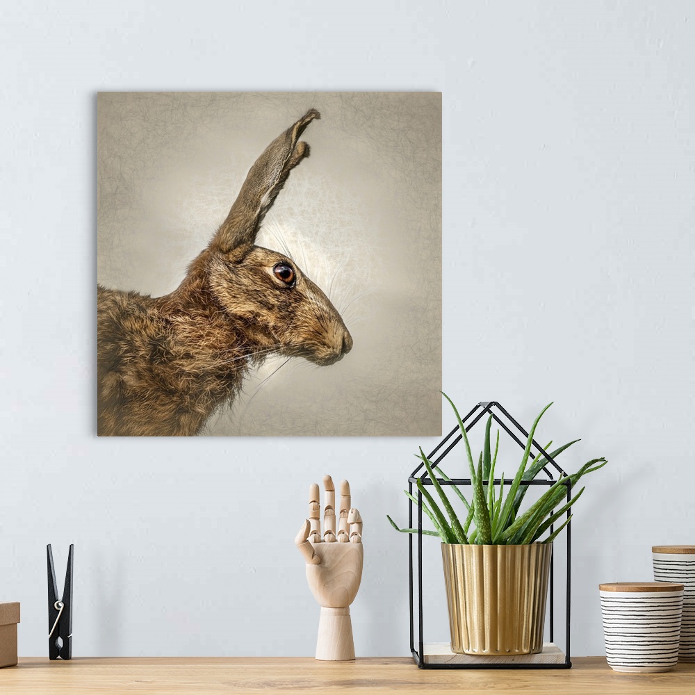 A bohemian room featuring Close up of a hare.