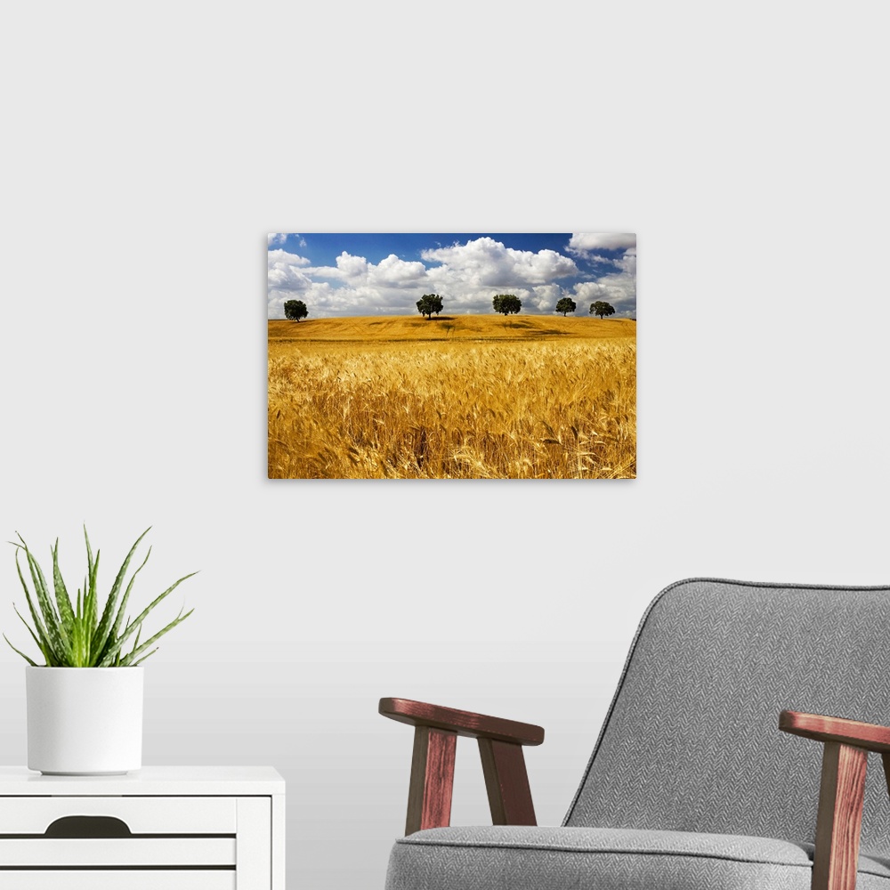 A modern room featuring Andalusian wheat fields