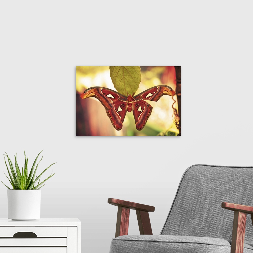A modern room featuring Atlas Moth