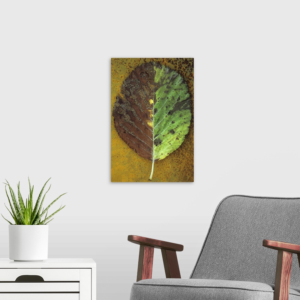 A modern room featuring Close up of back of autumn leaf of Whitebeam or Sorbus aria tree with exactly one half pale green...