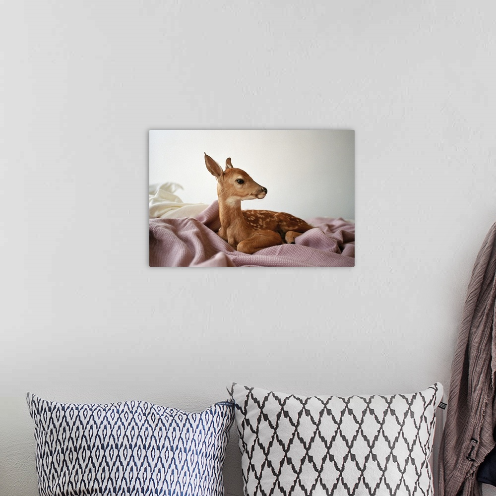 A bohemian room featuring portrait of a fawn sitting on a bed