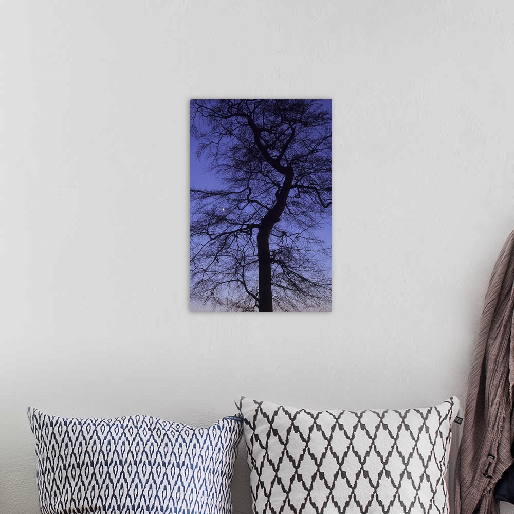 A bohemian room featuring Bare winter Common beech or Fagus sylvatica tree silhouetted against pink to purple evening sky w...