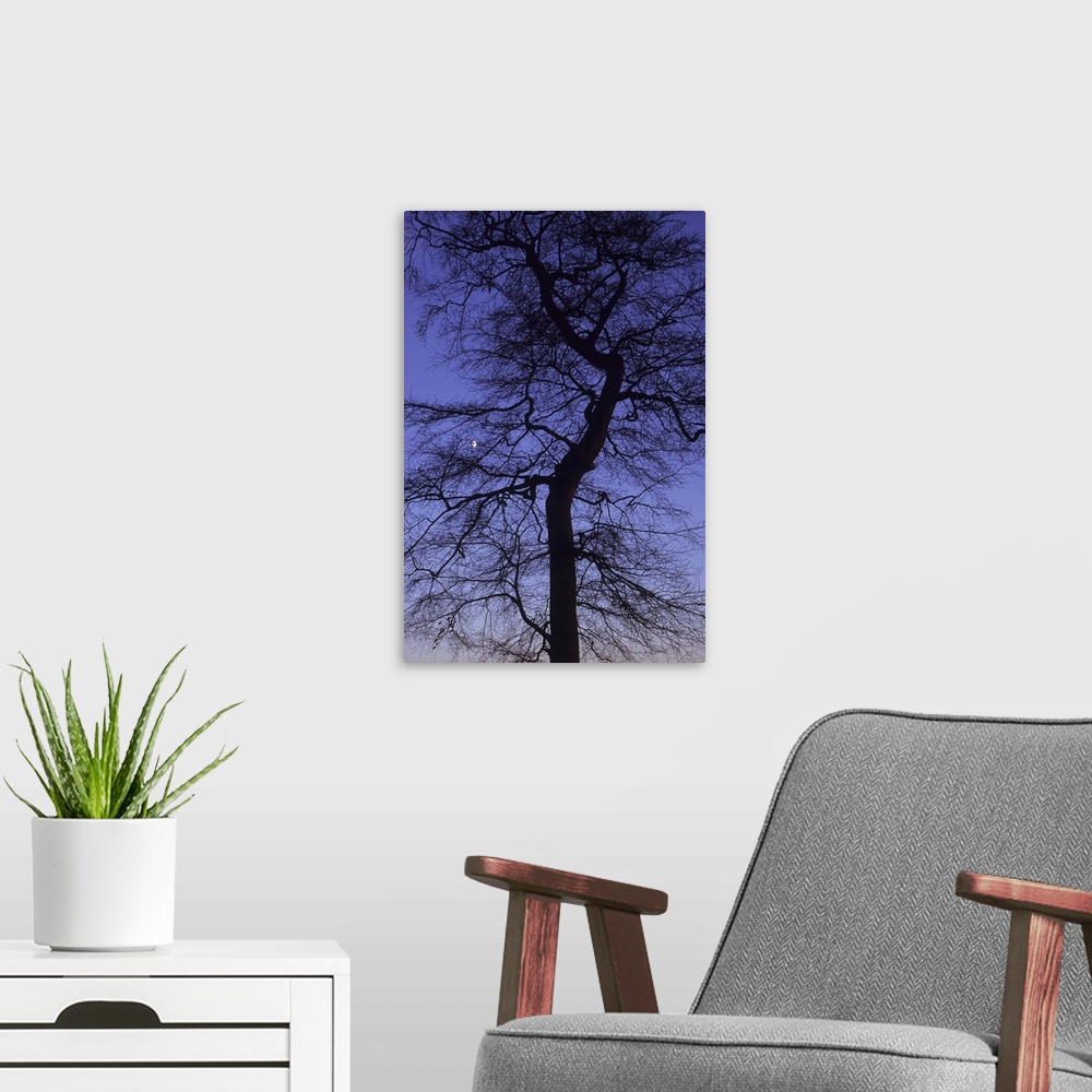 A modern room featuring Bare winter Common beech or Fagus sylvatica tree silhouetted against pink to purple evening sky w...
