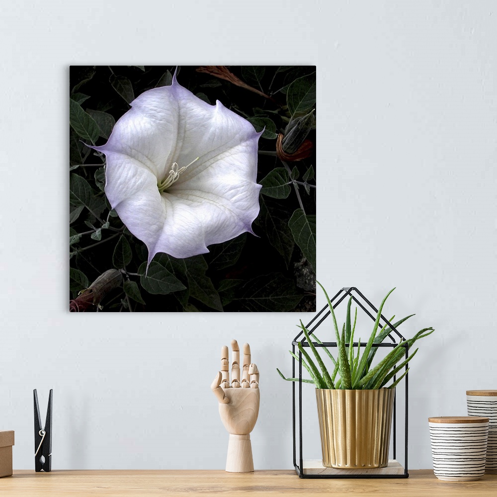 A bohemian room featuring Close-up of a vibrant white flower with soft pastel edges against a dark leafy background.