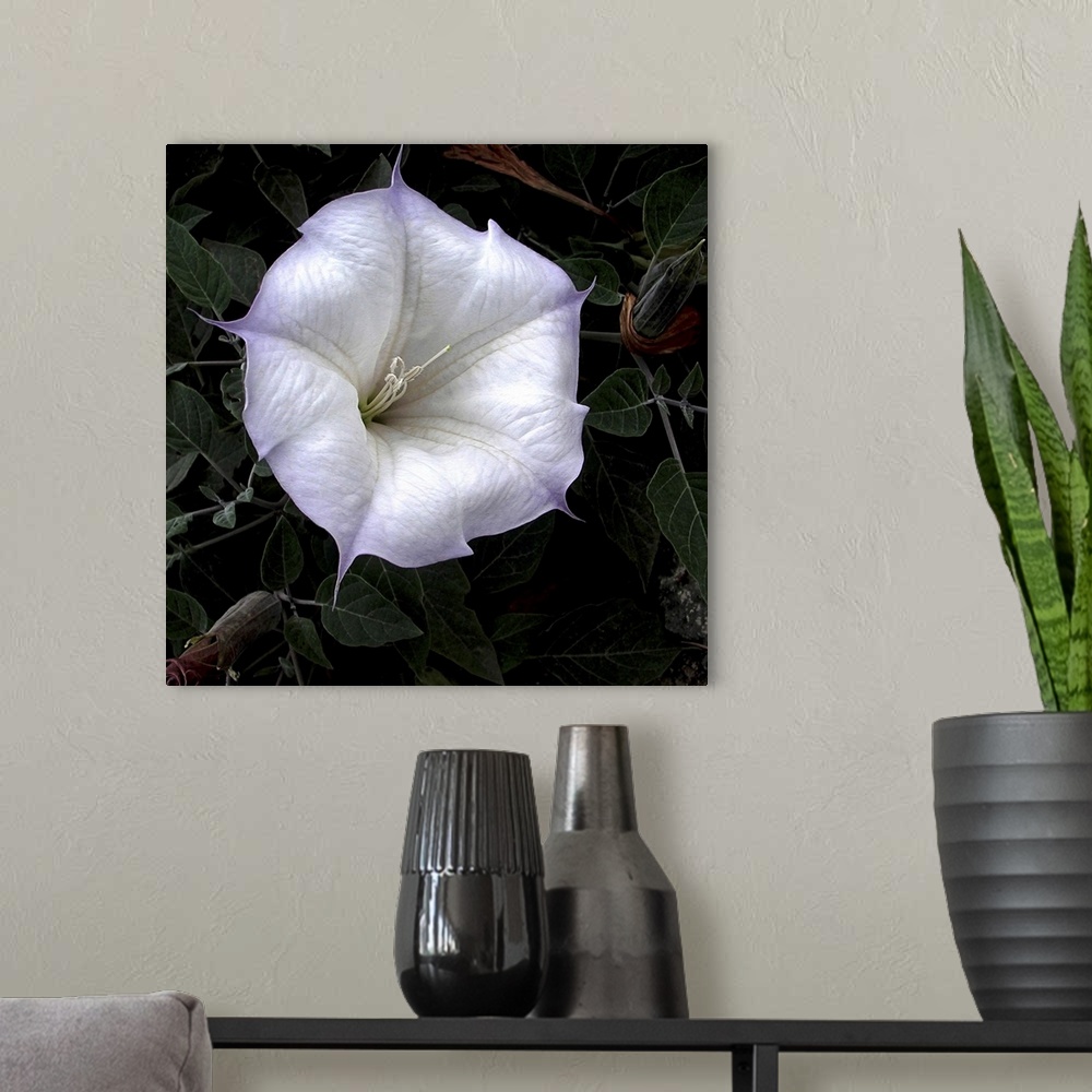 A modern room featuring Close-up of a vibrant white flower with soft pastel edges against a dark leafy background.