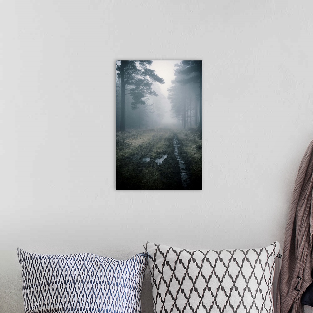 A bohemian room featuring Forest track in the mist