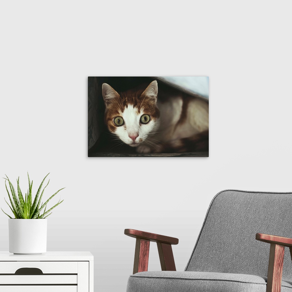 A modern room featuring Surprised cat looking into the camera