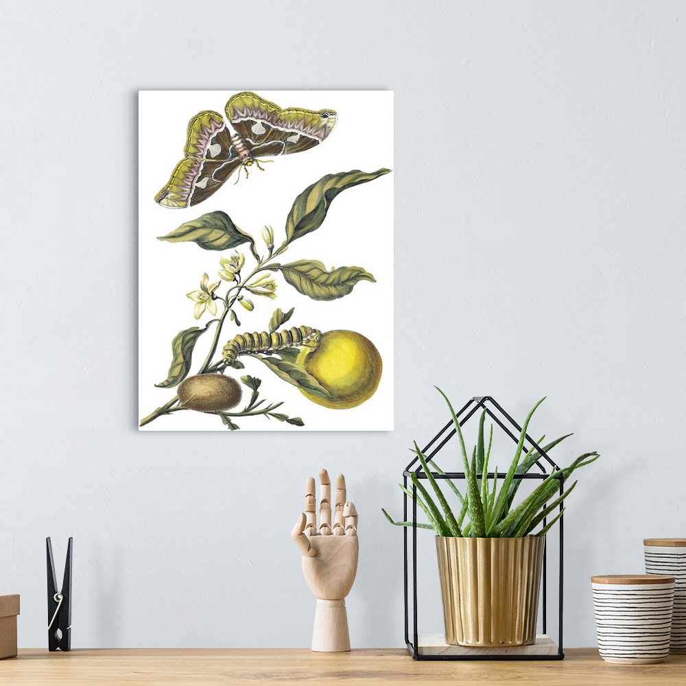 A bohemian room featuring Illustration of insects eating fruit on a vine.