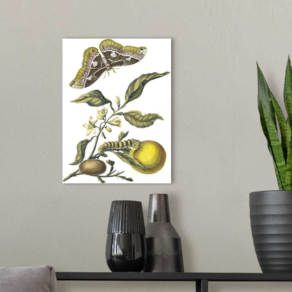 A modern room featuring Illustration of insects eating fruit on a vine.