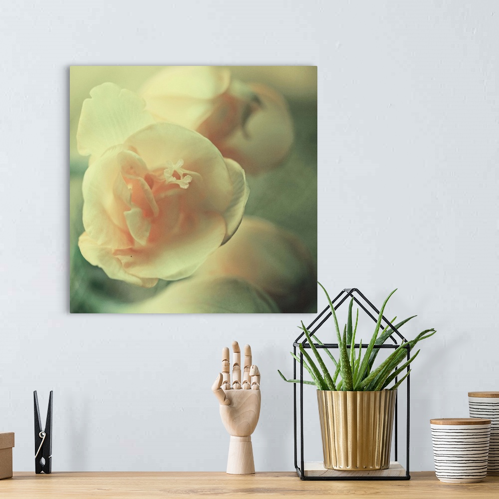 A bohemian room featuring Macro photo of a little yellow and rose flower with blurred background.