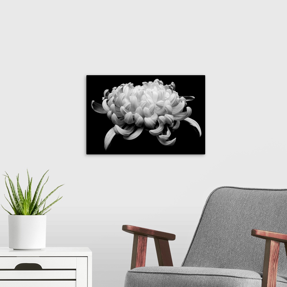 A modern room featuring black and white chrysanthemum on black background