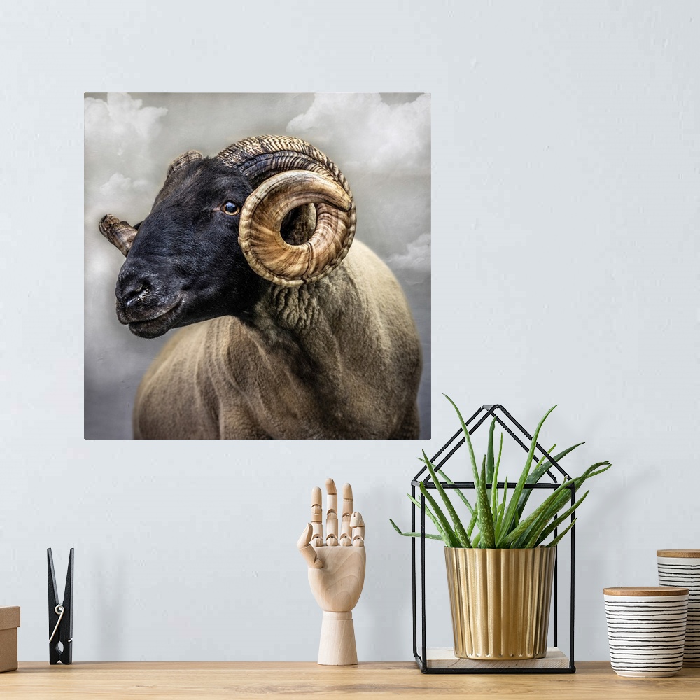 A bohemian room featuring Close up of sheep with black face and curly horns. England.