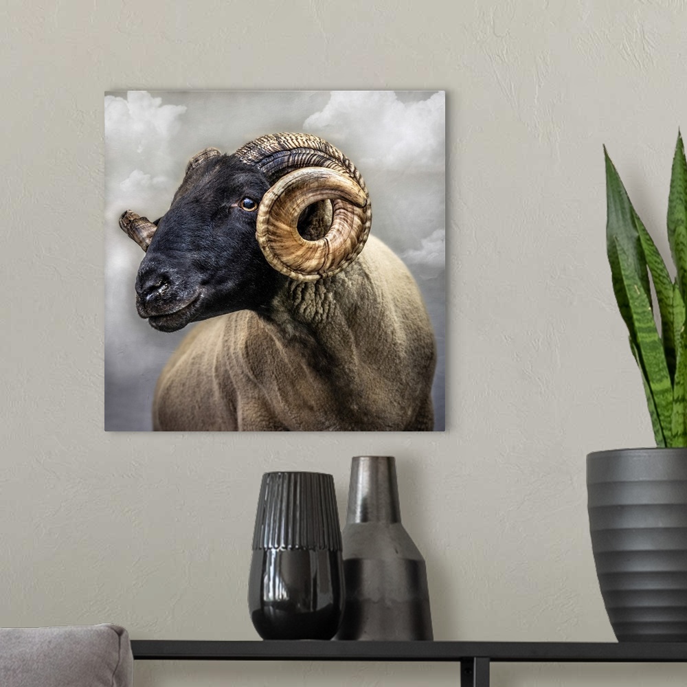 A modern room featuring Close up of sheep with black face and curly horns. England.