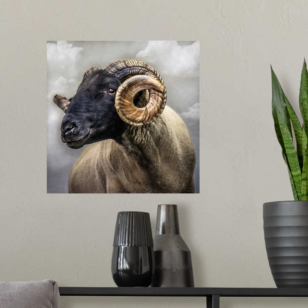 A modern room featuring Close up of sheep with black face and curly horns. England.