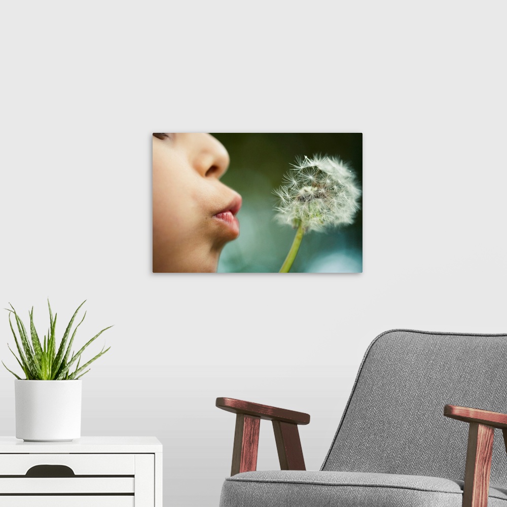 A modern room featuring Boy aged six blows dandelion seed head, close up