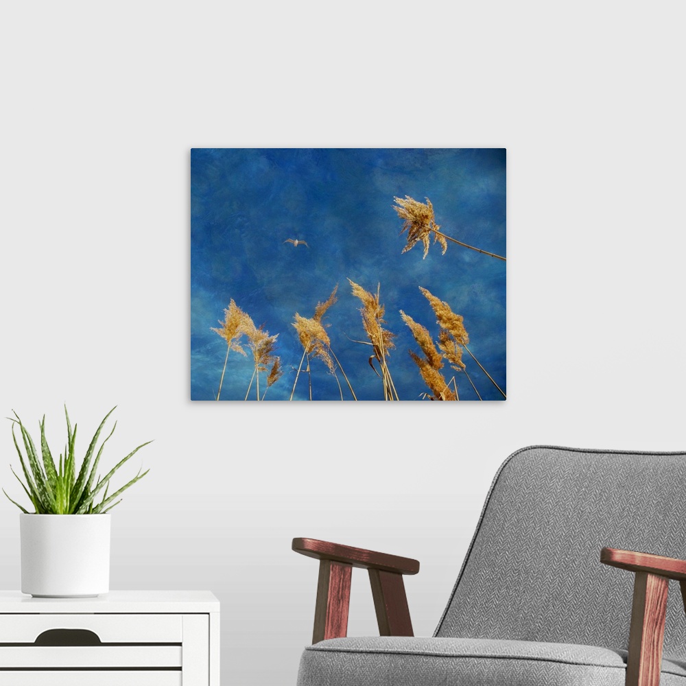 A modern room featuring A bird flying against blue sky with grass