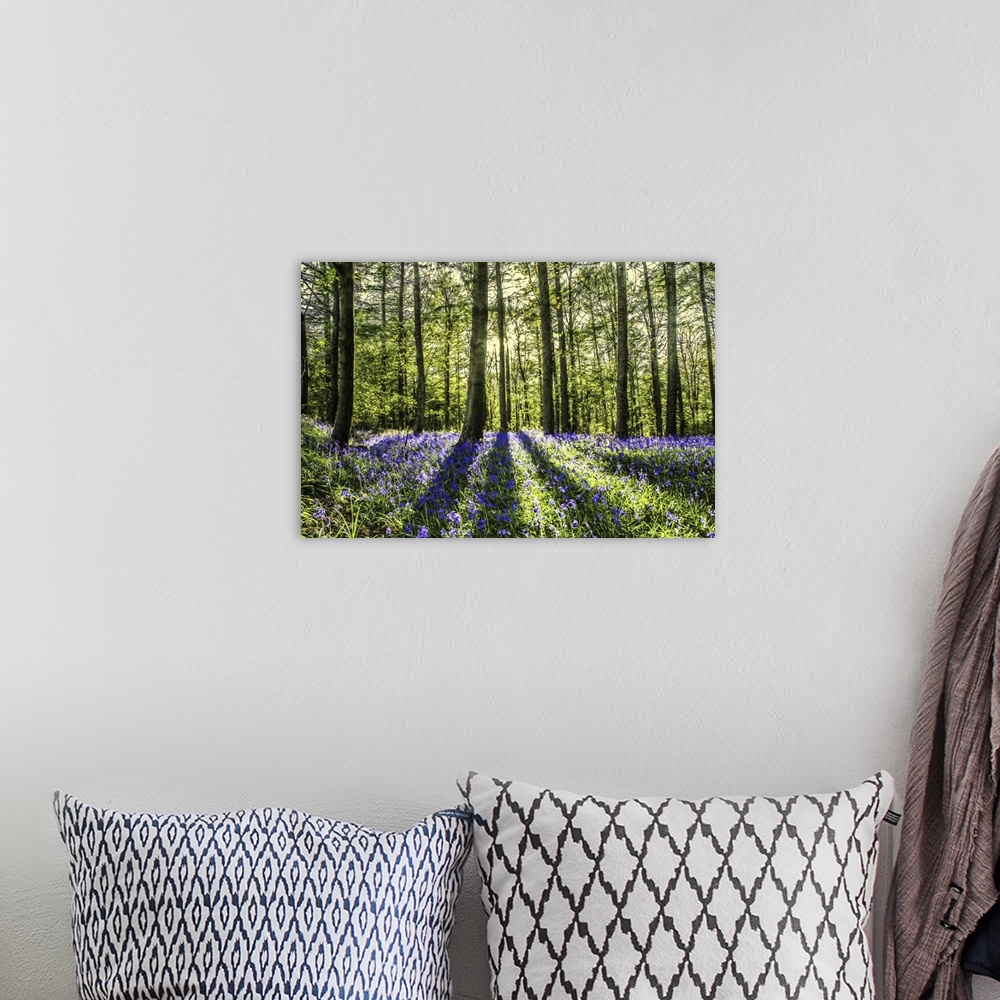 A bohemian room featuring Sunlight shining through woodland with blue bell flowers.