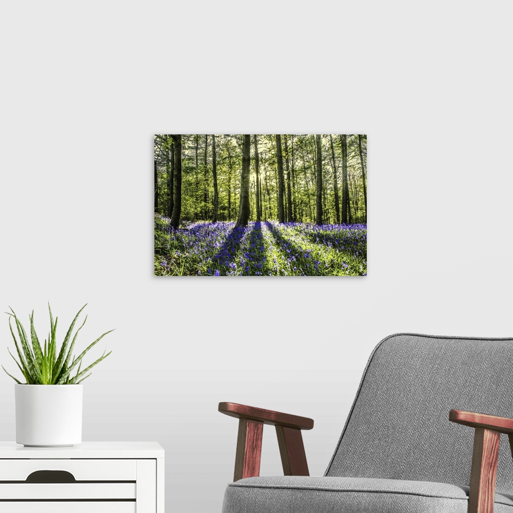 A modern room featuring Sunlight shining through woodland with blue bell flowers.