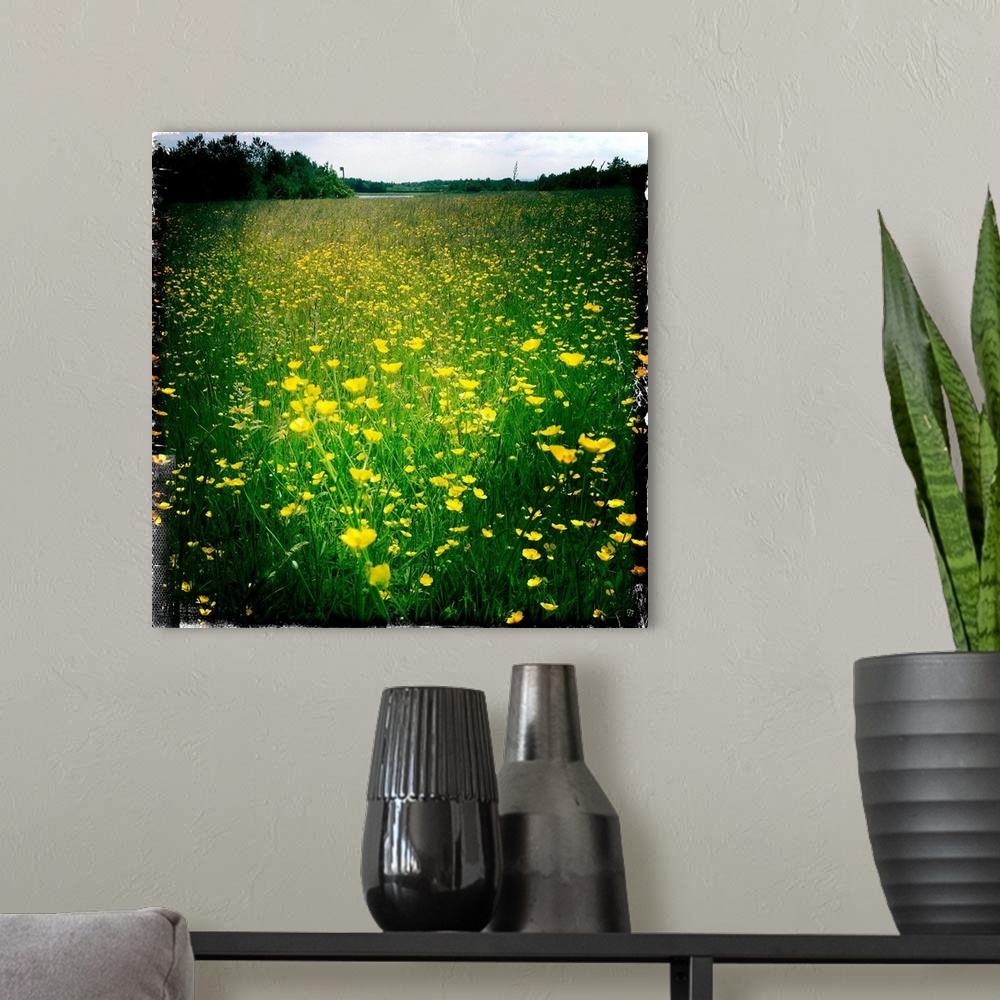 A modern room featuring Buttercups on a summers day in a field, South Yorkshire, England