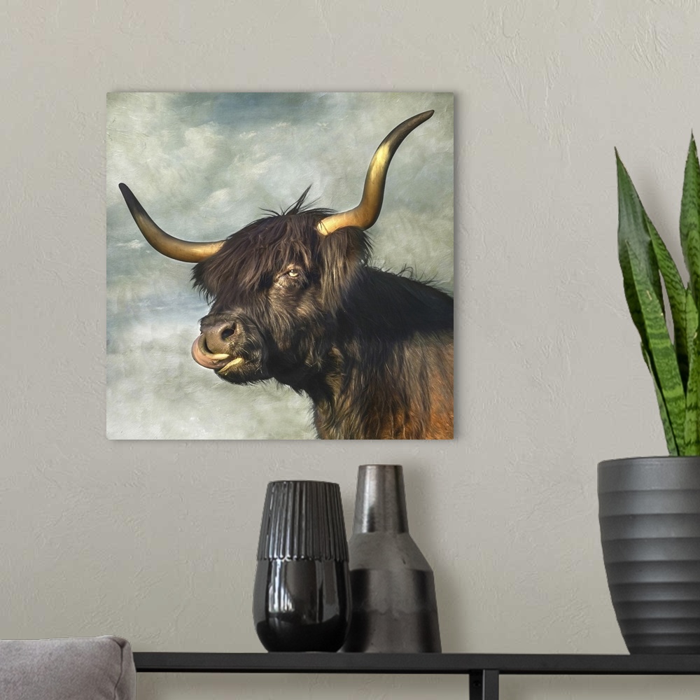 A modern room featuring Highland cow with dark coat and long horns.