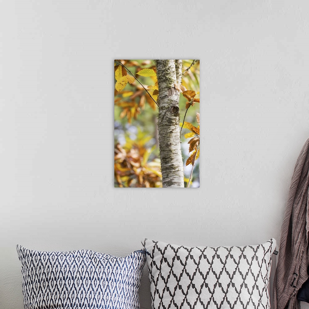 A bohemian room featuring Chestnut leaves in the fall