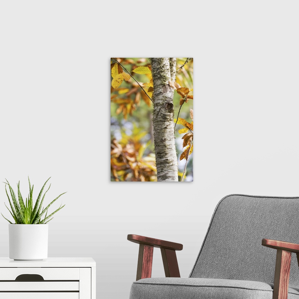 A modern room featuring Chestnut leaves in the fall