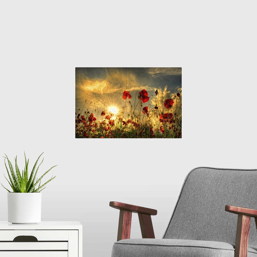 A modern room featuring Sunset with red poppies in a field.