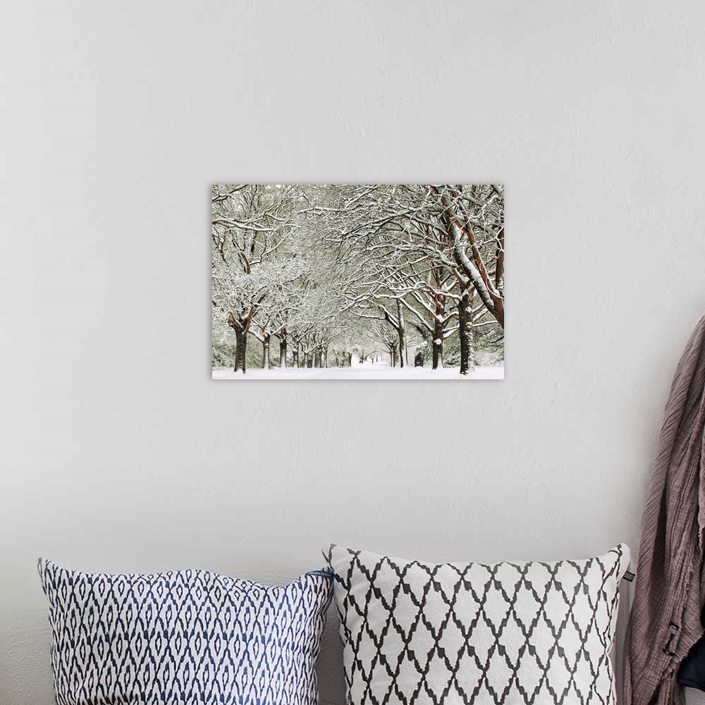 A bohemian room featuring Snowy trees on Southampton Common, Hampshire