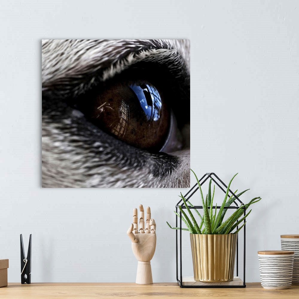 A bohemian room featuring Close up of a dogs eye