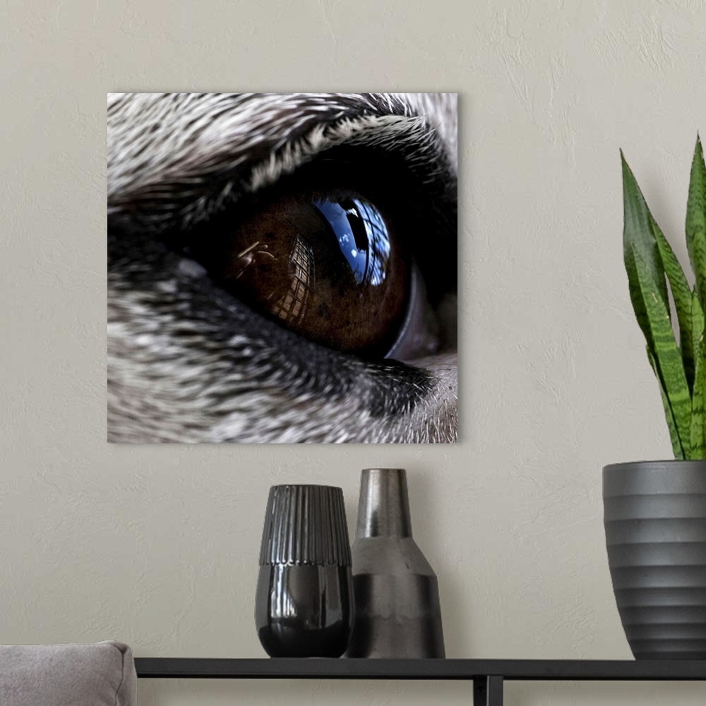 A modern room featuring Close up of a dogs eye
