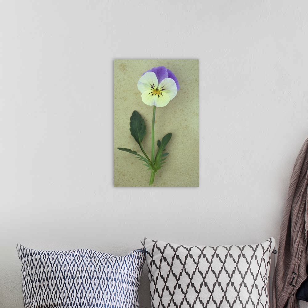 A bohemian room featuring Close up of single mauve and cream flower with stem and leaves of Pansy or Viola tricolor lying o...