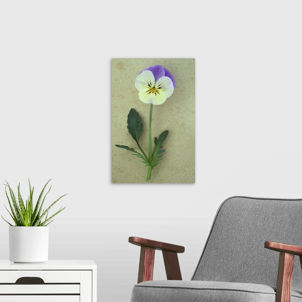 A modern room featuring Close up of single mauve and cream flower with stem and leaves of Pansy or Viola tricolor lying o...