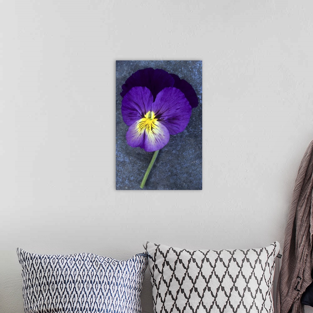 A bohemian room featuring Close up of single purple mauve and yellow flower of Pansy or Viola tricolor lying on tarnished m...