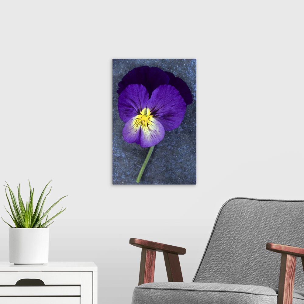 A modern room featuring Close up of single purple mauve and yellow flower of Pansy or Viola tricolor lying on tarnished m...