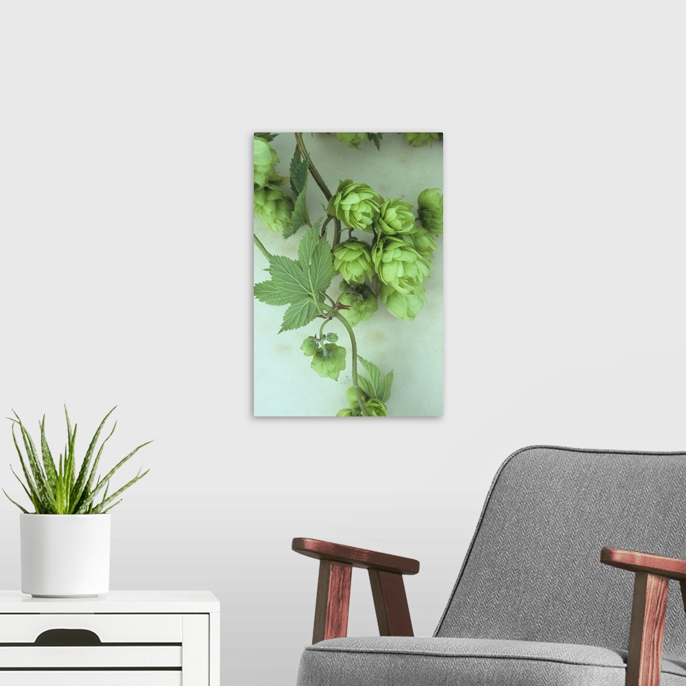 A modern room featuring Close up of stems of fresh green Hop or Humulus lupulus with leaves and scaly fruits developing l...