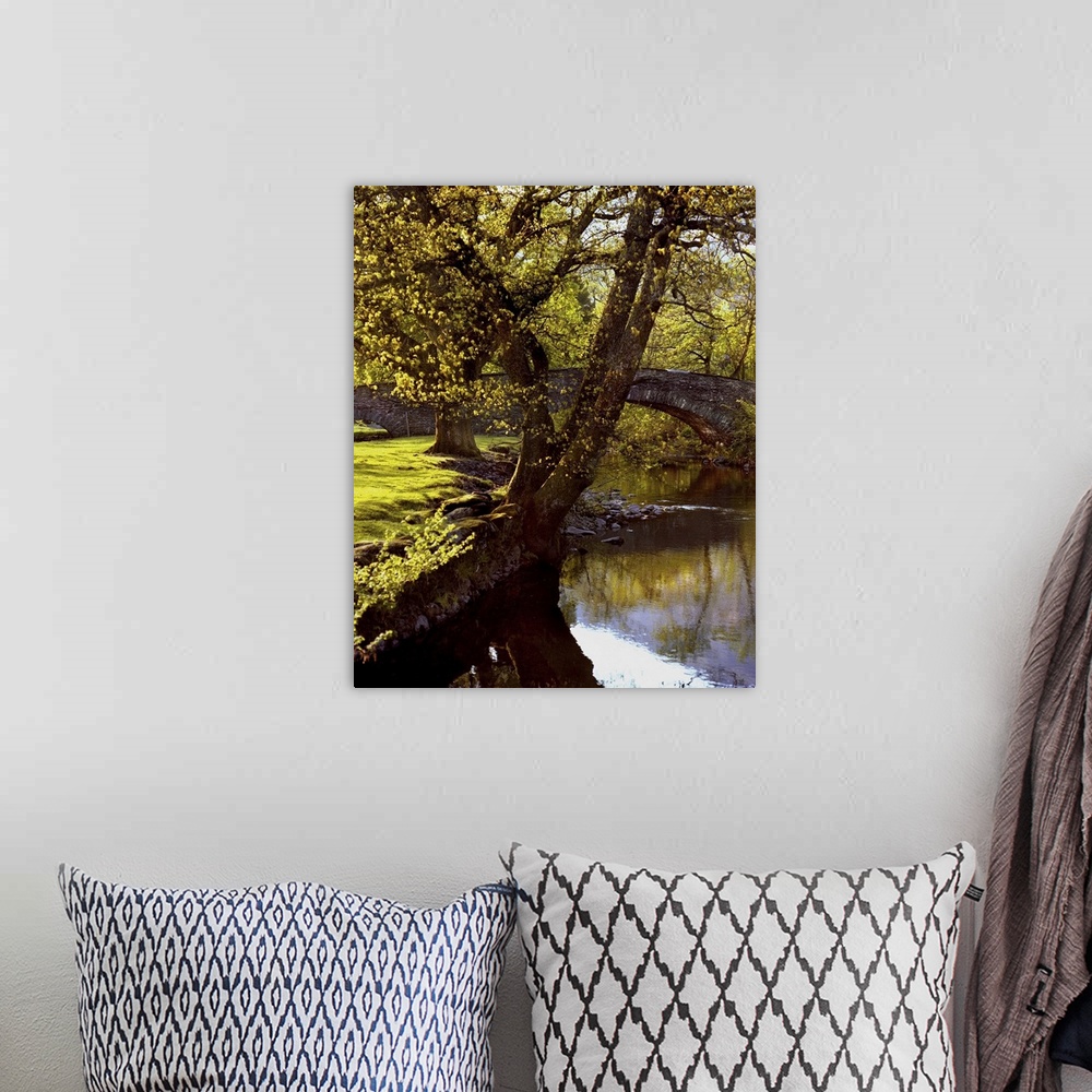 A bohemian room featuring A countryside scene of trees by a riverbank