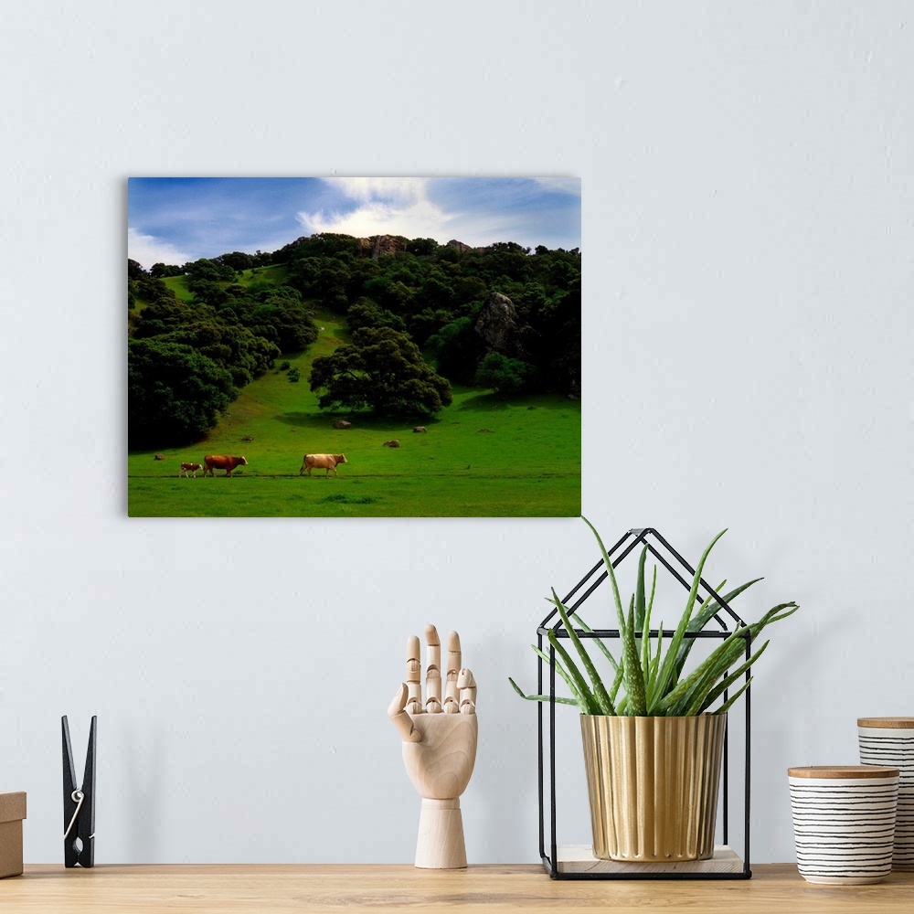 A bohemian room featuring Cows grazing in a field