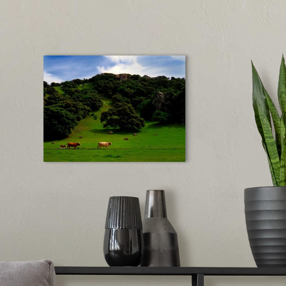 A modern room featuring Cows grazing in a field