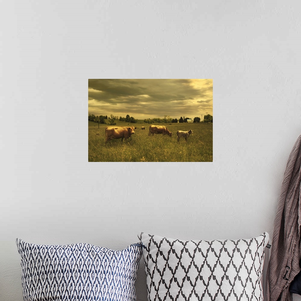 A bohemian room featuring Cows in a field