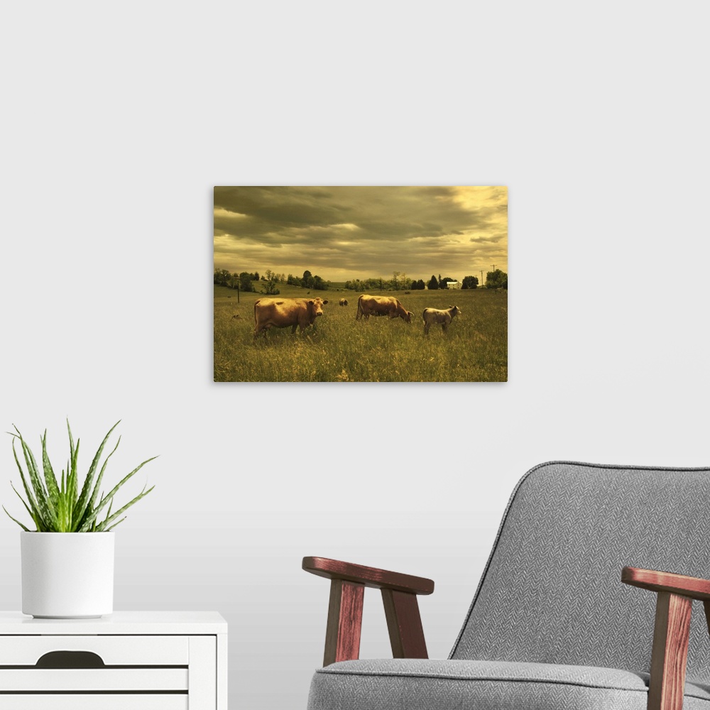 A modern room featuring Cows in a field