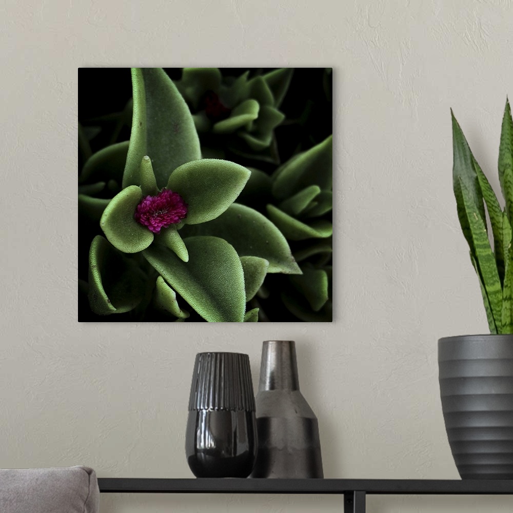 A modern room featuring Closeup of a vibrant green succulent in flower.